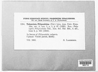 Image of Tuburcinia filipendulae